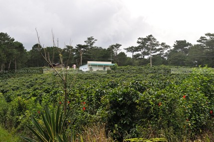 Trại thực nghiệm trồng cà phê tại Cầu Đất